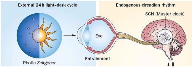 Aydınlatma ve sirkadiyen ritim ilişkisini anlatan görsel