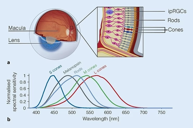 Retinadaki ipRGCs, rodlar ve konilerin ışık algısını ve farklı dalga boylarına duyarlılığını gösteren diyagram